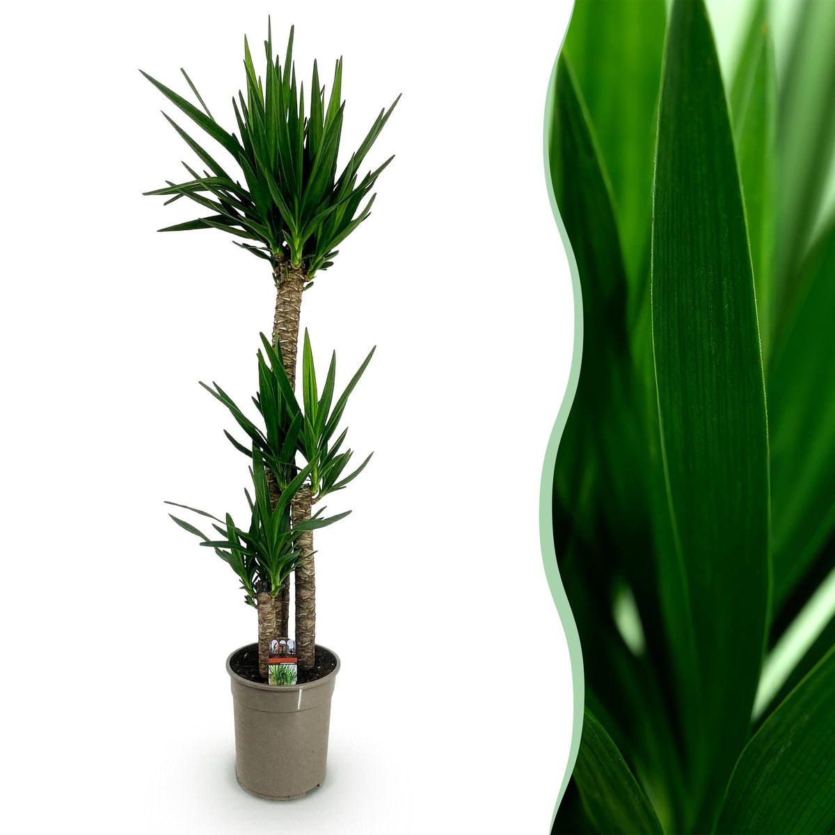 Green boutiQ - Plante d'intérieur - Yucca elephantipes - Yucca - Peu d'entretien - Vert - 1 - Pot 27cm - Hauteur 170cm