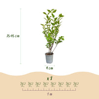 Green boutiQ - 40x Ligustrum ovalifolium - Gewone Liguster - Haagplanten - Groenblijvend - Groen - Pot 9cm - Hoogte 35-45cm