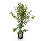 Green boutiQ - Plante de jardin - Acer palmatum Phoenix - Érable du Japon - Caduc - Vert - Rouge - 1 - Pot 26cm - Hauteur 90cm