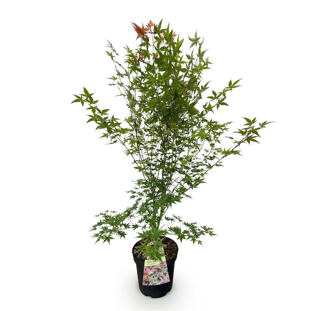 Green boutiQ - Plante de jardin - Acer palmatum Phoenix - Érable du Japon - Caduc - Vert - Rouge - 1 - Pot 26cm - Hauteur 90cm