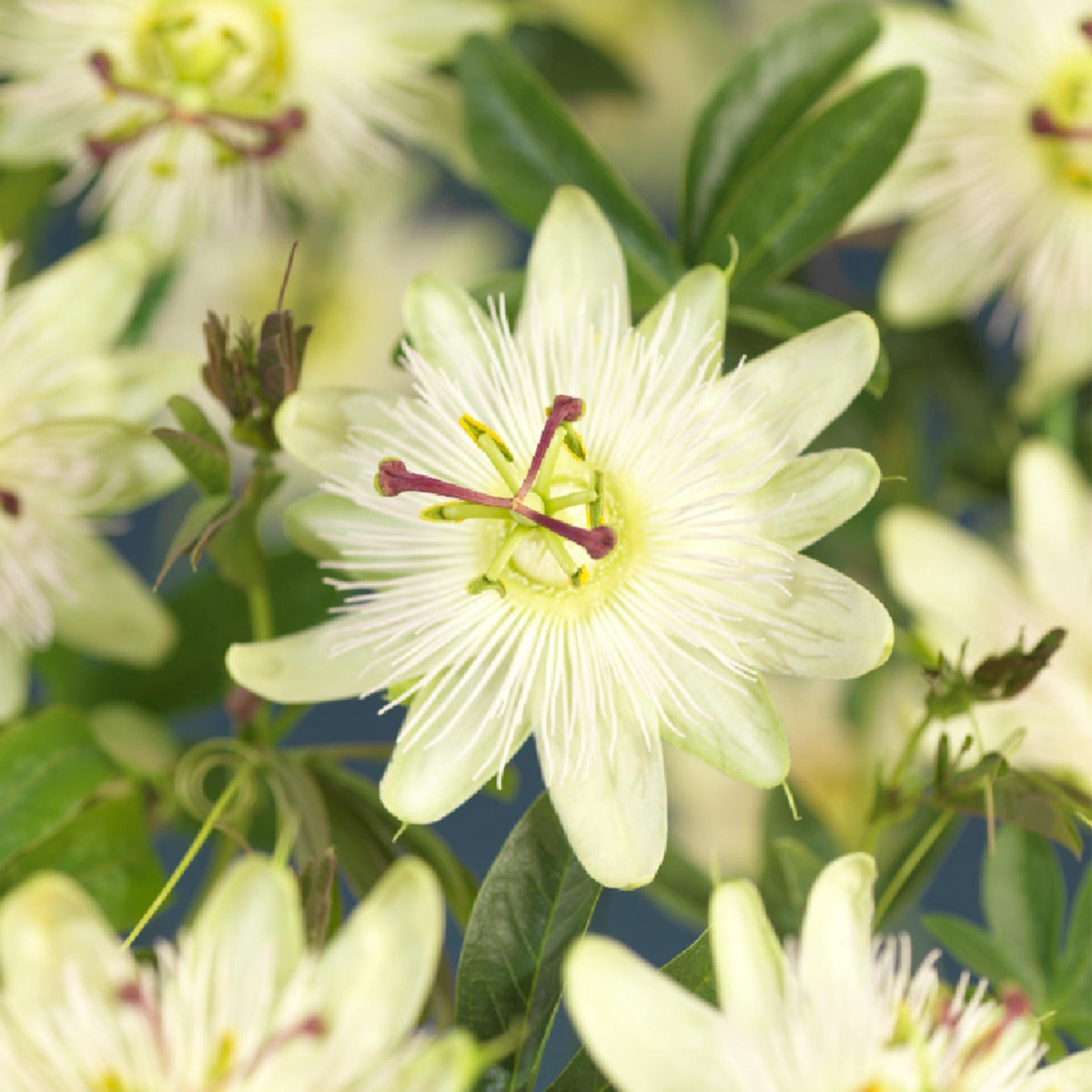 Green boutiQ - Passiebloem - Passiflora Avalanche  - Bloem  Wit  - Weinig onderhoud - 2 planten - Pot 11cm Hoogte 40cm