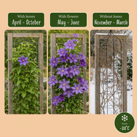 Clematis Multi Blue - Bosrank - Blauw - Klimplant - Ø9cm - ↕35cm