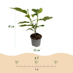 Green boutiQ - Gartenpflanze - Magnolia sieboldii - Blüte Weiß-Rot - 1 Pflanze - Laubabwerfend - Pflegeleicht - Topf 12cm Höhe 30cm