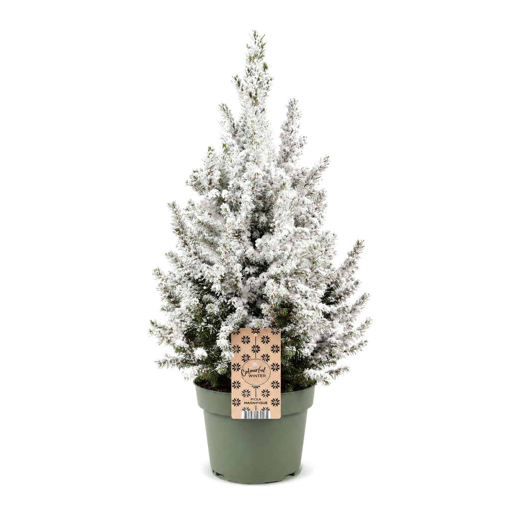 Picea glauca Conica - Dwarf Alberta Spruce - Green - White - Christmas tree - Ø19cm - ↕65cm