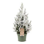 Picea glauca Conica - Dwarf Alberta Spruce - Green - White - Christmas tree - Ø19cm - ↕65cm