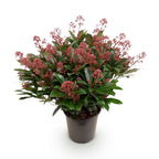 1x - Terrassenpflanze - Skimmia japonica Rubella - Blüte Rot - 40+ Blüten - 1 Pflanze - Winterhart - Topf 19cm Höhe 60cm