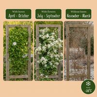 4x Clematis vitalba - Old man's beard - White - Climber - Ø9cm - ↕35cm