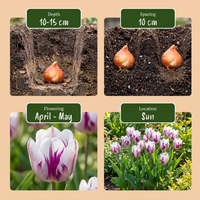 15x Tulipa Flaming Flag - Tulp Flaming Flag - Wit en Paars - Voorjaarsbloeier - Bolmaat 11/12