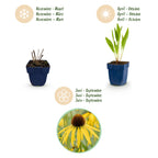 Green boutiQ - Stauden - Echinacea paradoxa - Sonnenhut - Bienen- und Schmetterlingsmagnet - Gelb - 24 Pflanzen - Topf 11cm - Höhe 15-25cm