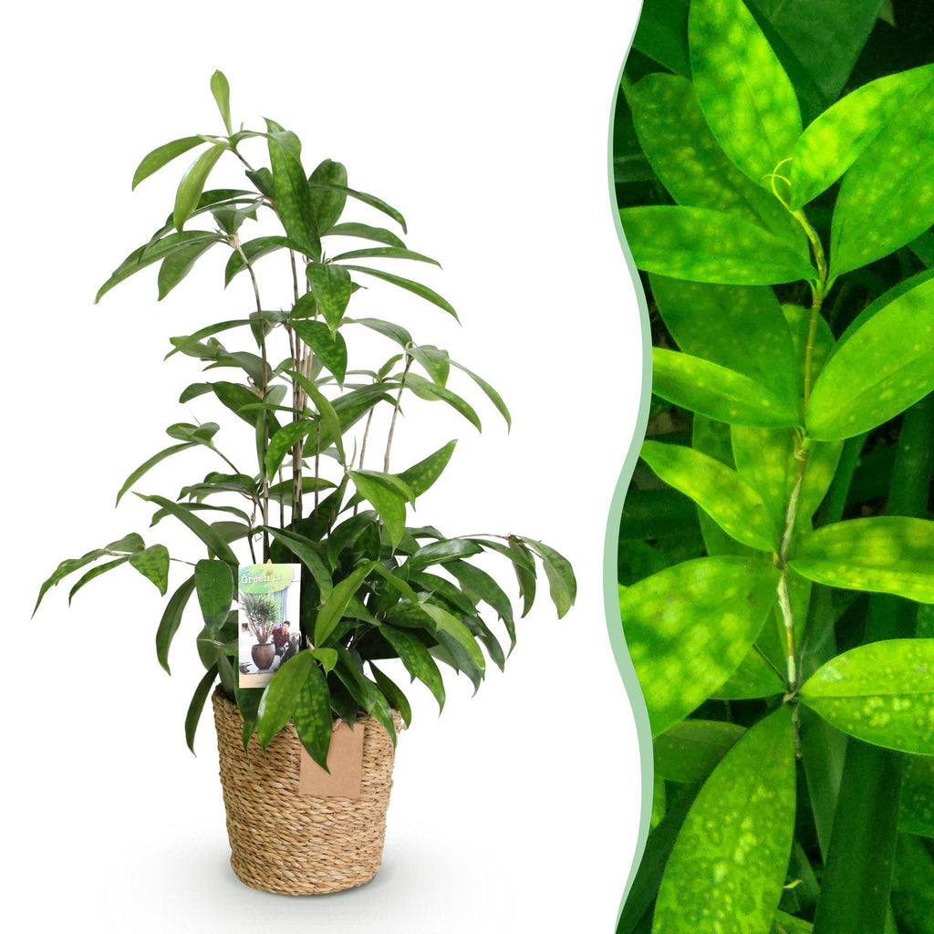 Green BoutiQ - Le vert, c'est... Plantes d'intérieur - Dracaena surculosa - Dragonnier - Faible entretien - avec panier - Vert - 1 plante - Pot 17cm - Hauteur 60-70cm