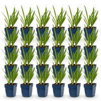 Green boutiQ - Vasteplant - Agapanthus Duo - Afrikaanse Lelie - Bijen en Vlinderlokkers - Blauw - Wit - 24 Planten - Pot 11cm - Hoogte 15-25cm