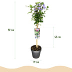 Green boutiQ - Plante sur tige - Hibiscus syriacus Tricolour - Plante de terrasse - Caduc - Rustique - Fleurs blanches, roses, violettes - Pot 19 cm Hauteur 90 cm