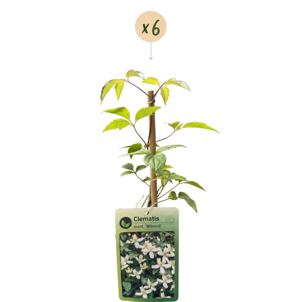 6x Clematis mont. 'Wilsonii' - Wilson's mountain clematis - White - Climber - Ø9cm - ↕35cm