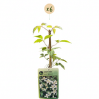 6x Clematis mont. 'Wilsonii' - Clématite de Wilson - Blanc - Grimpante - Ø9cm - ↕35cm