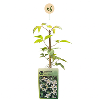 6x Clematis mont. 'Wilsonii' - Wilson's mountain clematis - White - Climber - Ø9cm - ↕35cm