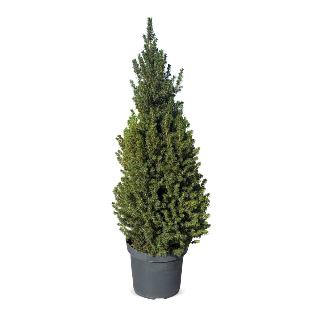 Picea glauca Conica - Dwarf Alberta Spruce - Green - Christmas tree - Ø26cm - ↕110cm