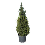 Picea glauca Conica - Dwarf Alberta Spruce - Green - Christmas tree - Ø26cm - ↕110cm