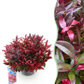Green boutiQ - Plante de jardin - Leucothoe Zeblid - Rouge - 1 plante - Persistant - Peu d'entretien - Pot 17cm Hauteur 45cm