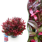 Green boutiQ - Plante de jardin - Leucothoe Zeblid - Rouge - 1 plante - Persistant - Peu d'entretien - Pot 17cm Hauteur 45cm