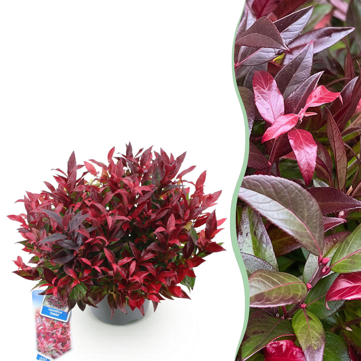 Green boutiQ - Plante de jardin - Leucothoe Zeblid - Rouge - 1 plante - Persistant - Peu d'entretien - Pot 17cm Hauteur 45cm