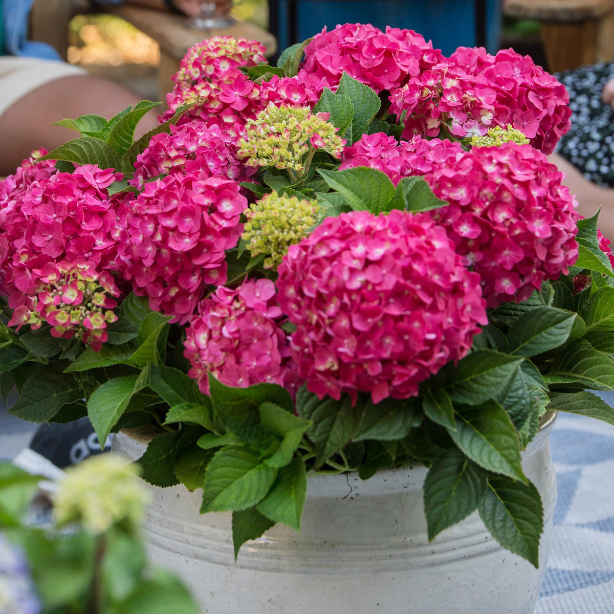 Green boutiQ - Plante de jardin - Hydrangea Endless Summer Summer Love Red - Hortensia - Rustique - Rouge - 2 plantes - Pot 14 cm - Hauteur 20-25 cm