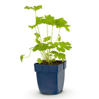 Green boutiQ - Vasteplant - Delphinium (P) Black Knight - Ridderspoor - Bijen en Vlinderlokkers - Paars - 1 Plant - Pot 11cm - Hoogte 15-25cm