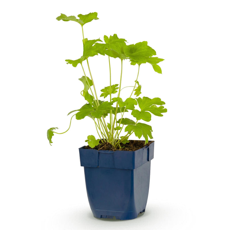 Green boutiQ - Vasteplant - Delphinium (P) Black Knight - Ridderspoor - Bijen en Vlinderlokkers - Paars - 1 Plant - Pot 11cm - Hoogte 15-25cm