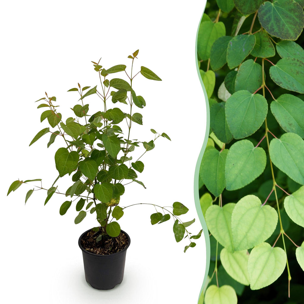 Green boutiQ - Gartenpflanze - Cercidiphyllum japonicum - Grün 1 Pflanze - Laubabwerfend - Pflegeleicht - Topf 12cm Höhe 35cm