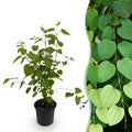 Green boutiQ - Gartenpflanze - Cercidiphyllum japonicum - Grün 1 Pflanze - Laubabwerfend - Pflegeleicht - Topf 12cm Höhe 35cm