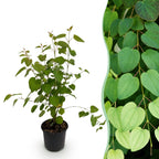 Green boutiQ - Gartenpflanze - Cercidiphyllum japonicum - Grün 1 Pflanze - Laubabwerfend - Pflegeleicht - Topf 12cm Höhe 35cm