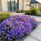 Green boutiQ - Plante vivace - Campanula posch. Stella - Campanule à feuilles de pêcher - Couvre-sol - Violet - 12 Plantes - Pot 11cm - Hauteur 15-25cm