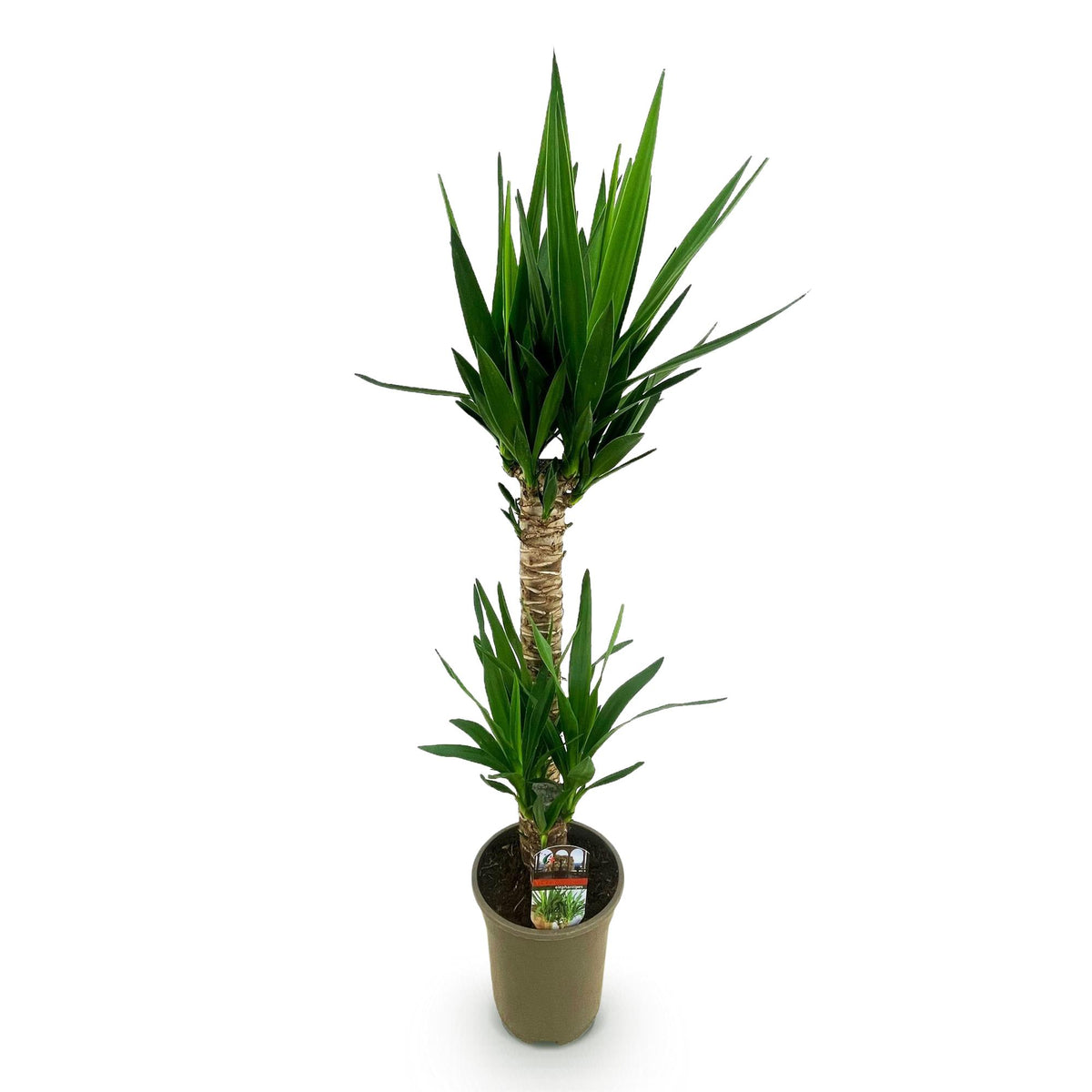 Green boutiQ - Plante d'intérieur - Yucca elephantipes - Yucca - Peu d'entretien - Vert - 1 - Pot 19cm - Hauteur 95cm