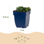 Green boutiQ - Stauden - Geranium sang. Max Frei - Storchschnabel - Bodendeckend - Rosa - 3 Pflanzen - Topf 11cm - Höhe 15-25cm