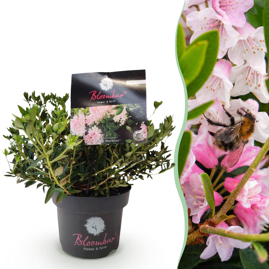 Green boutiQ - Zwergrhododendron - Rhododendron Bloombux Light Pink - Blühender Buchsbaum - Pflegeleicht - Hellrosa Blüte - 1 Pflanze - Topf 17 cm - Höhe 30-40 cm