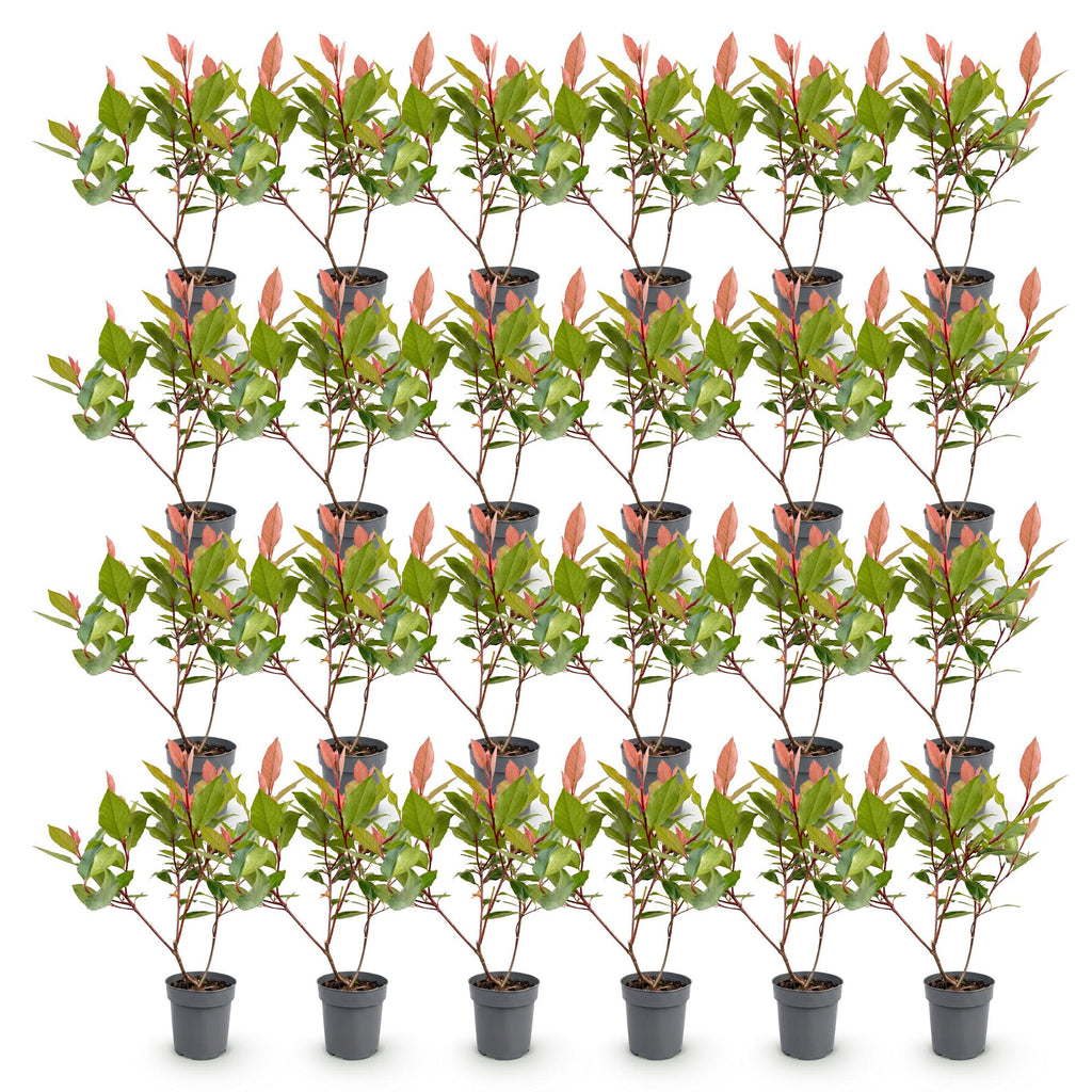 Green boutiQ - 24x Photinia fraseri Little Red Robin - Photinia - Plantes de haie - Persistant - Rouge - Pot 9cm - Hauteur 25-35cm