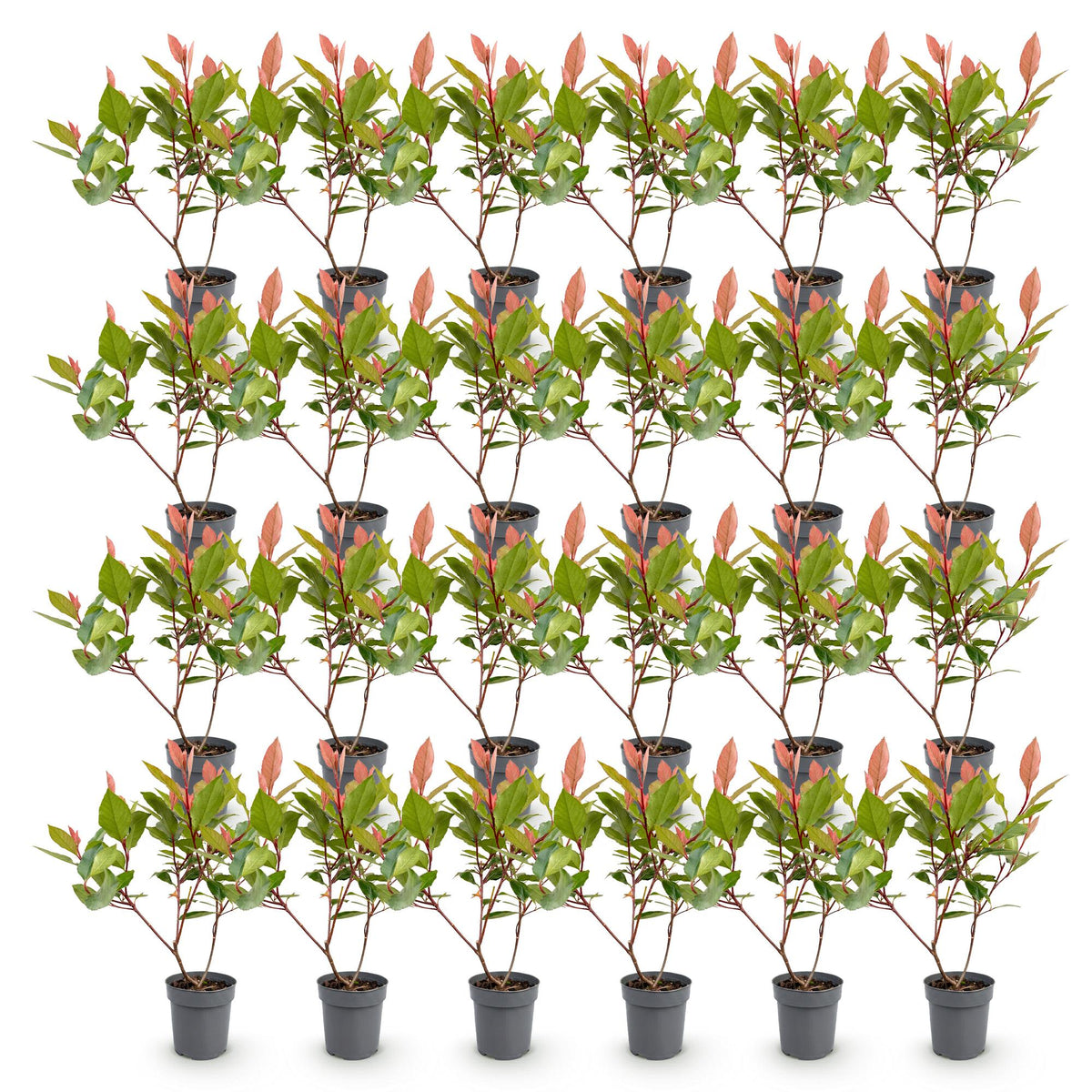 Green boutiQ - 24x Photinia fraseri Little Red Robin - Glansmispel - Haagplanten - Groenblijvend - Rood - Pot 9cm - Hoogte 25-35cm