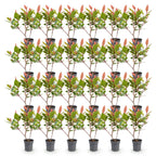 Green boutiQ - 24x Photinia fraseri Little Red Robin - Photinia - Plantes de haie - Persistant - Rouge - Pot 9cm - Hauteur 25-35cm