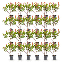Green boutiQ - 24x Photinia fraseri Little Red Robin - Glansmispel - Haagplanten - Groenblijvend - Rood - Pot 9cm - Hoogte 25-35cm