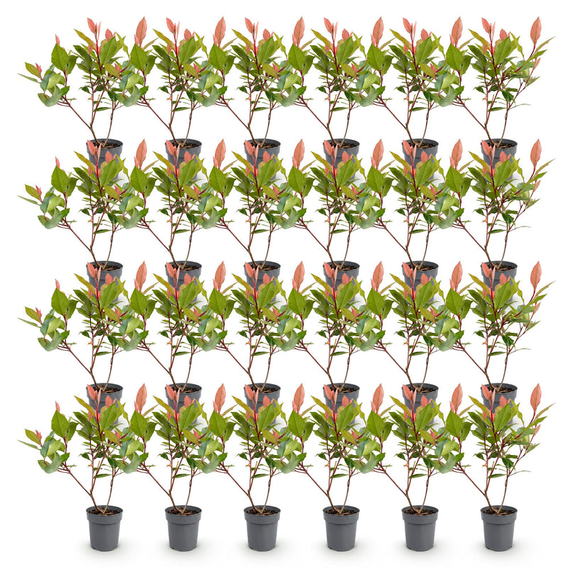 Green boutiQ - 24x Photinia fraseri Little Red Robin - Glansmispel - Haagplanten - Groenblijvend - Rood - Pot 9cm - Hoogte 25-35cm