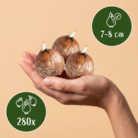 280x Crocus mix - Gemengde krokussen - Diversen - Verwilderingsbol - Bolmaat 7/8
