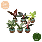 6x Baby Philodendron Family - White - Pink - Yellow - Green - Red - Tropical - incl. Copper Reef - Ø6cm - ↕10-15cm