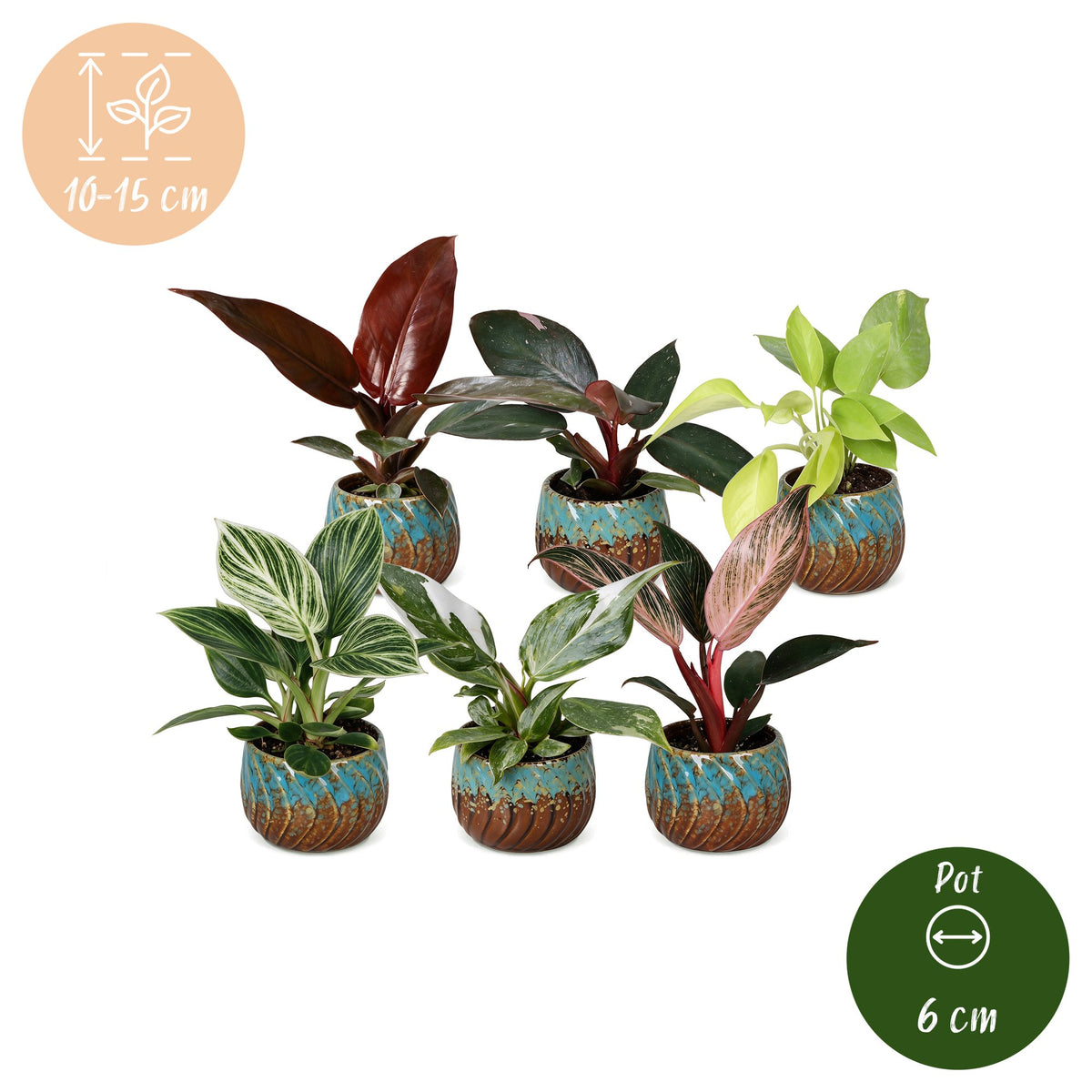 6x Baby Philodendron Family - White - Pink - Yellow - Green - Red - Tropical - incl. Copper Reef - Ø6cm - ↕10-15cm