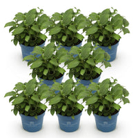 Green boutiQ - Tuinplant - Hydrangea Endles Summer The Original Pink - Hortensia - Winterhard - Roze - 8 Planten - Pot 14cm -Hoogte 20-25cm