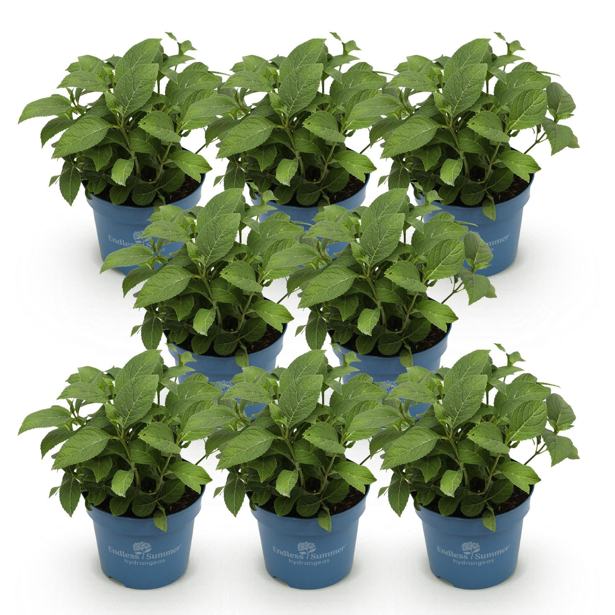Green boutiQ - Gartenpflanze - Hydrangea Endless Summer The Original Pink - Hortensie - Winterhart - Rosa - 8 Pflanzen - Topf 14cm - Höhe 20-25cm