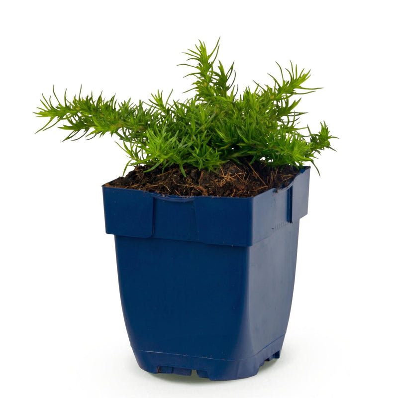 Green boutiQ - Vasteplant - Phlox Rosette - Vlambloem - Bodembedekkend - Roze - 1 Plant - Pot 11cm - Hoogte 15-25cm