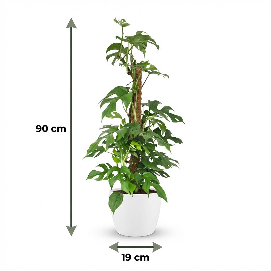 Green boutiQ - Zimmerpflanze - Mini-Fensterblatt - Monstera Minima Moosstab - Grün - pflegeleicht - 1 Pflanze - mit weißem Übertopf - Topf 19 cm - Höhe 90 cm