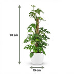 Green boutiQ - Zimmerpflanze - Mini-Fensterblatt - Monstera Minima Moosstab - Grün - pflegeleicht - 1 Pflanze - mit weißem Übertopf - Topf 19 cm - Höhe 90 cm