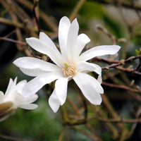 Green boutiQ - Heesters -  Magnolia Stellata  - Bloem Wit  - 1 Plant - Bladverliezend - Weinig Onderhoud - Pot 17cm Hoogte 45cm