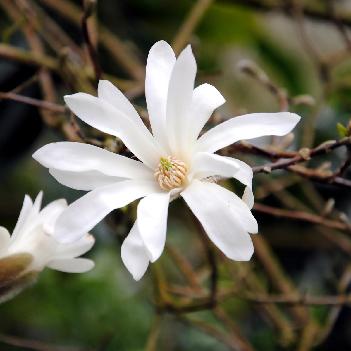 Green boutiQ - Arbustes - Magnolia Stellata - Fleurs blanches - 1 plante - Caduc - Peu d'entretien - Pot 17cm Hauteur 45cm