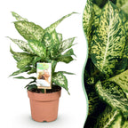 Green BoutiQ - Green is... Plantes d'intérieur - Dieffenbachia Compacta - Dieffenbachia - Peu d'entretien - Vert - 1 Plante - Pot 17cm - Hauteur 45-50cm